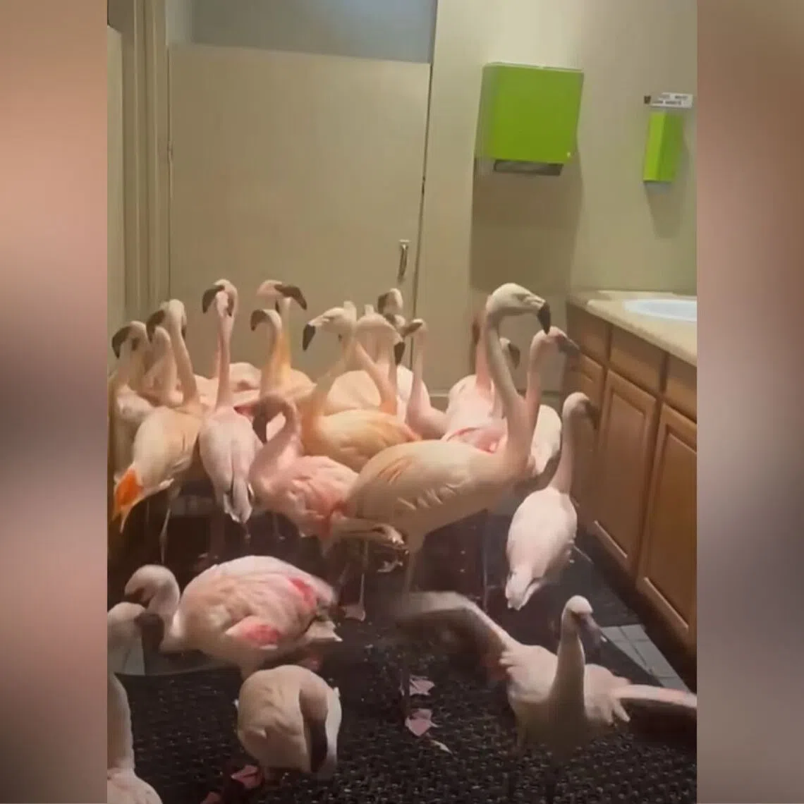 Footage of the pink flock bumbling between sinks and bathroom stalls, shedding feathers as they went, quickly made the rounds online.