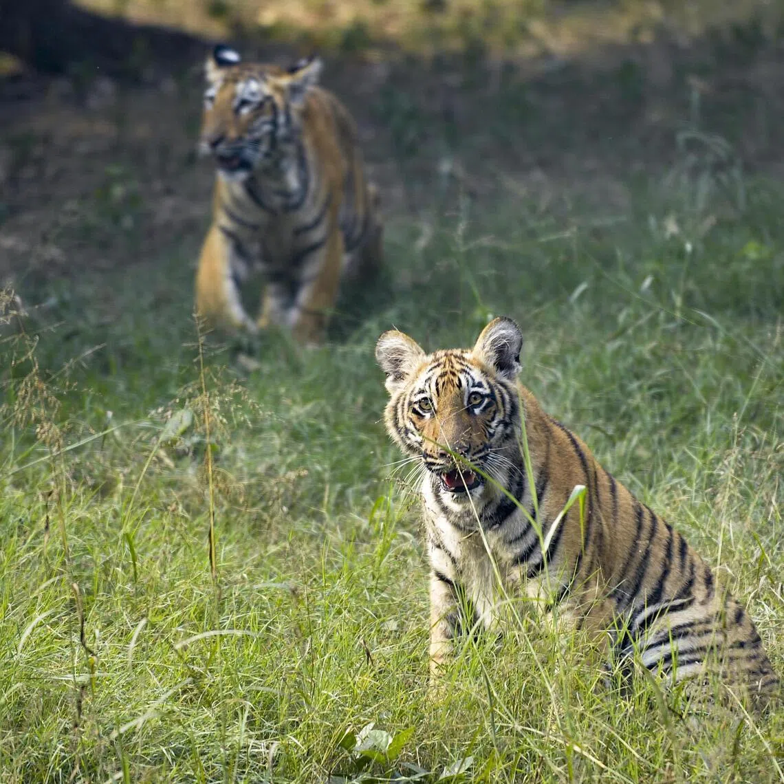 A Royal Bengal tiger cub is seen at the Delhi Zoo in New Delhi, India on Dec 21, 2023.