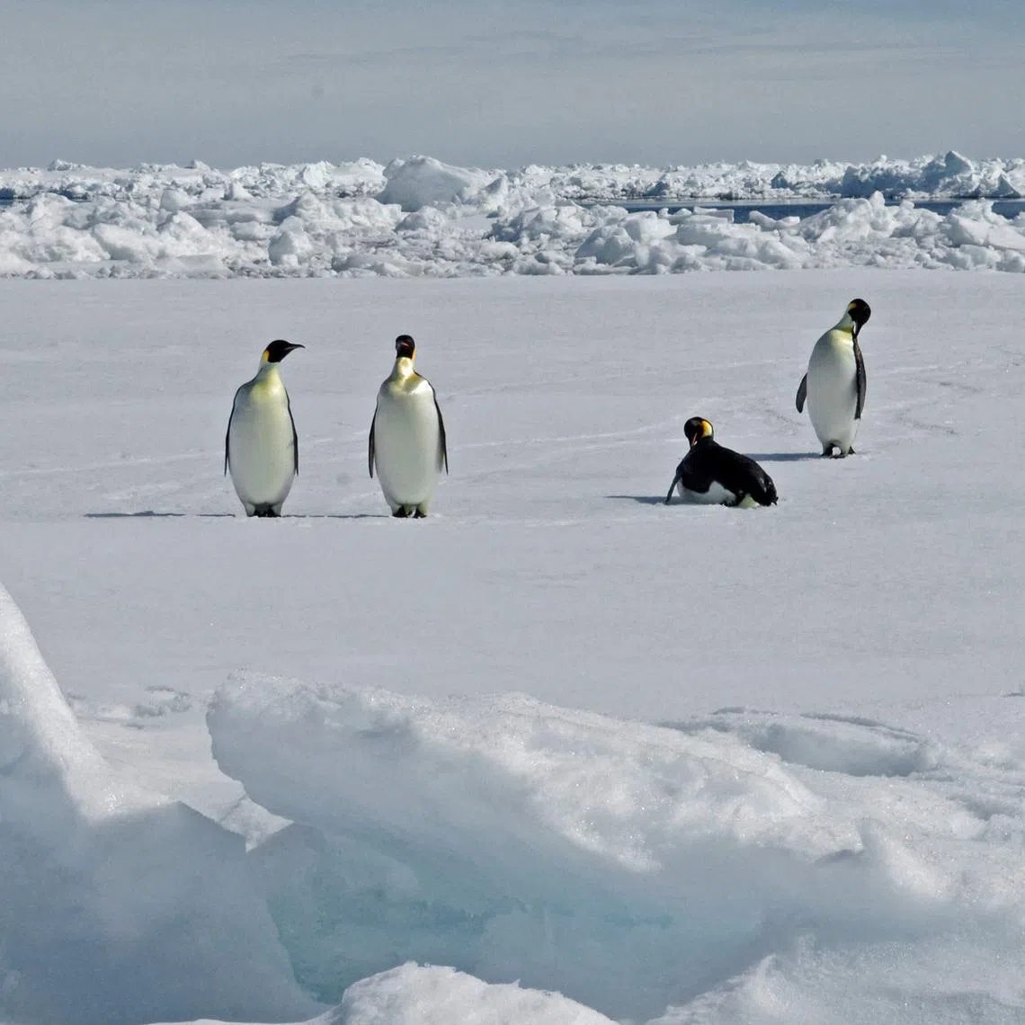 While the meeting affirmed the protection of emperor penguins as a priority, it stopped short of granting the specially protected species status.