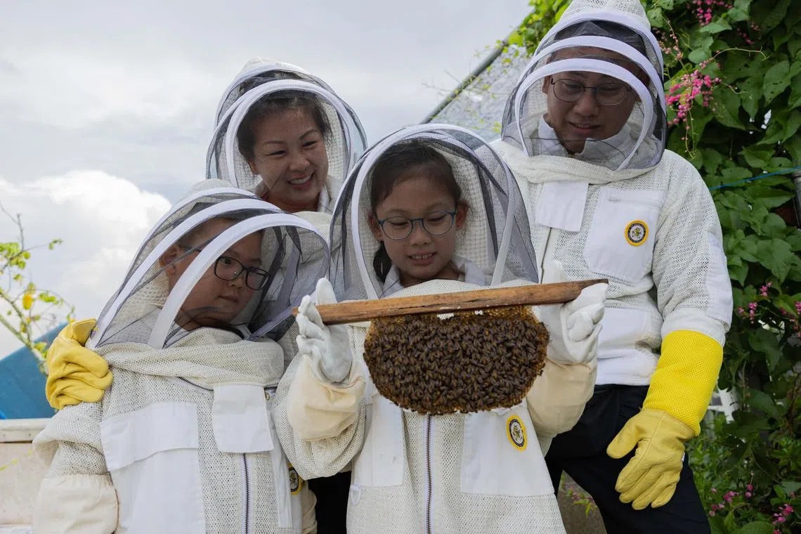 Myra Giam, 9, carrying a honeycomb of bees, as her brother, Meyer Giam, 7, and parents, Ms Joanne Low, 44 and Mr Mike Giam watch on during the All About Bees workshop hosted by ST Plus Rewards on June 15.