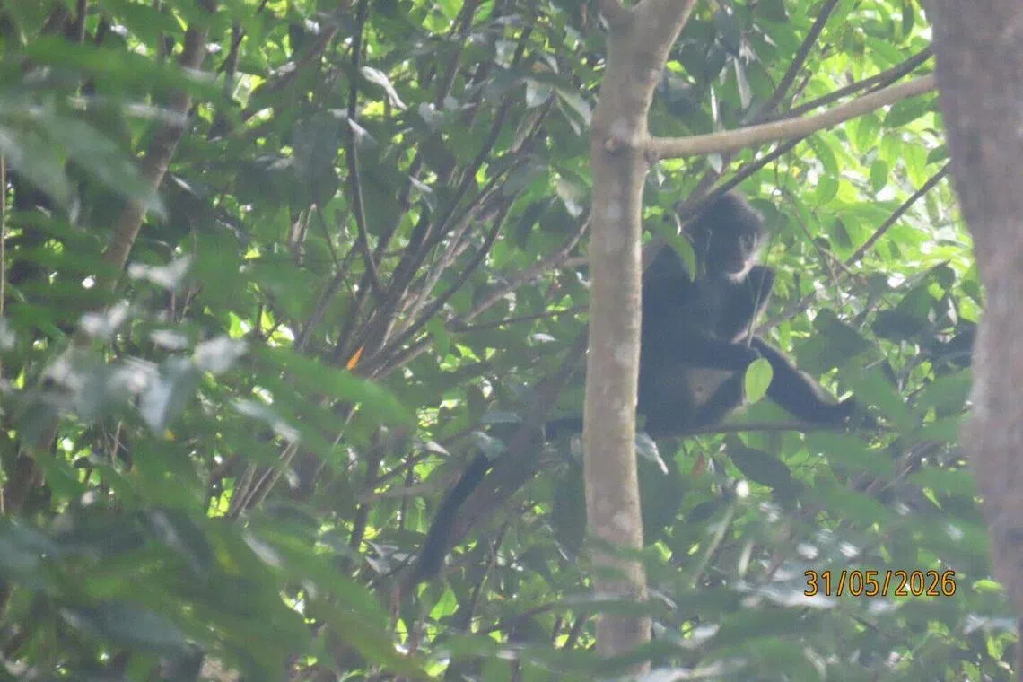 An adult male Raffles’ banded langur was spotted and photographed at the summit of Bukit Timah Nature Reserve at about 9am on May 31.