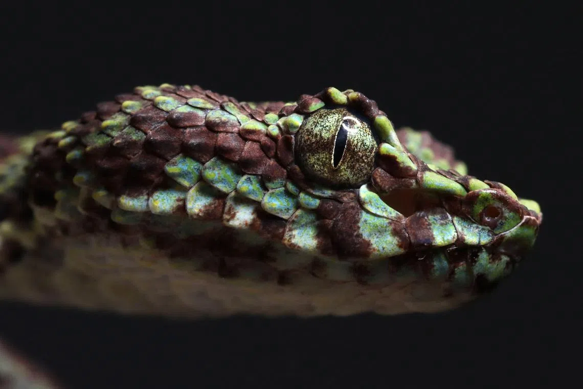 The Asian pit viper has chocolate-brown and mint-green scales which give it the appearance of eyelashes around its eyes.