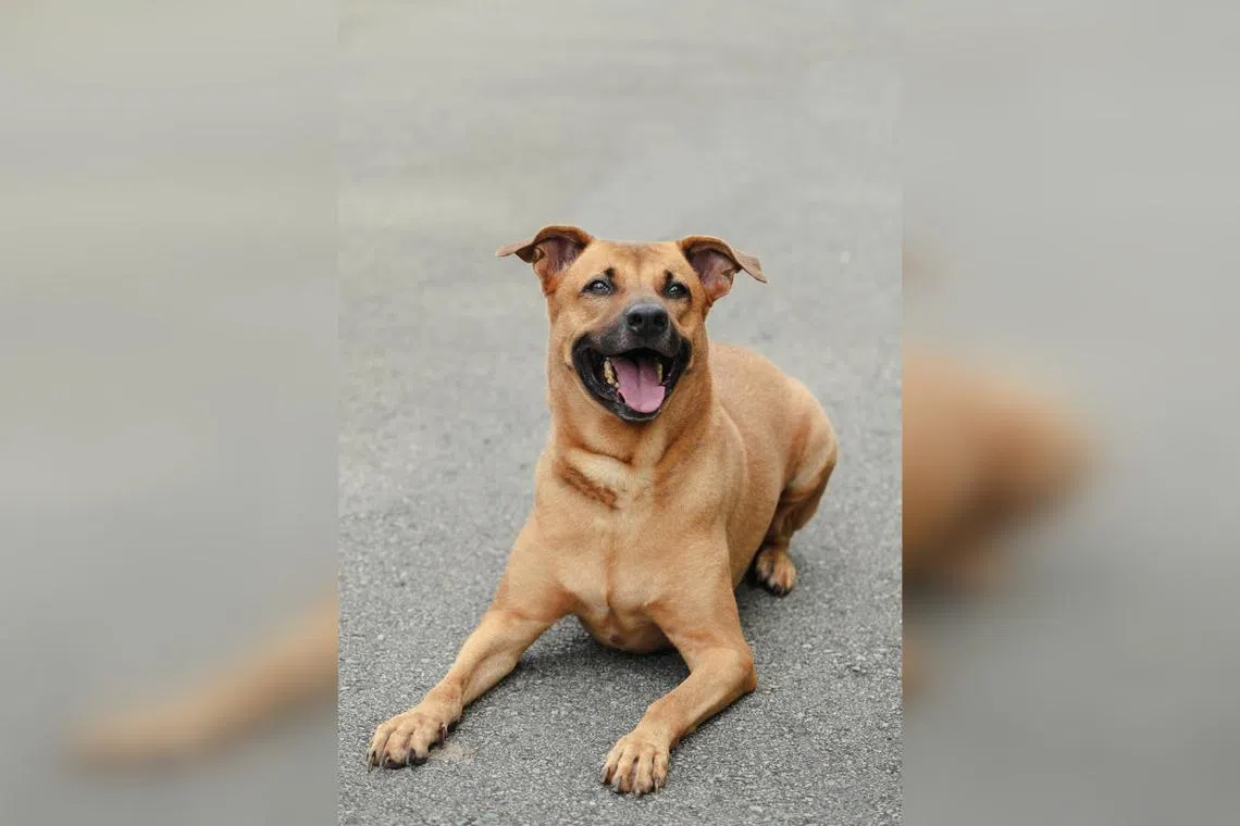 Patrick is a Singapore Special shelter dog at SOSD who is looking for a fur-ever home.