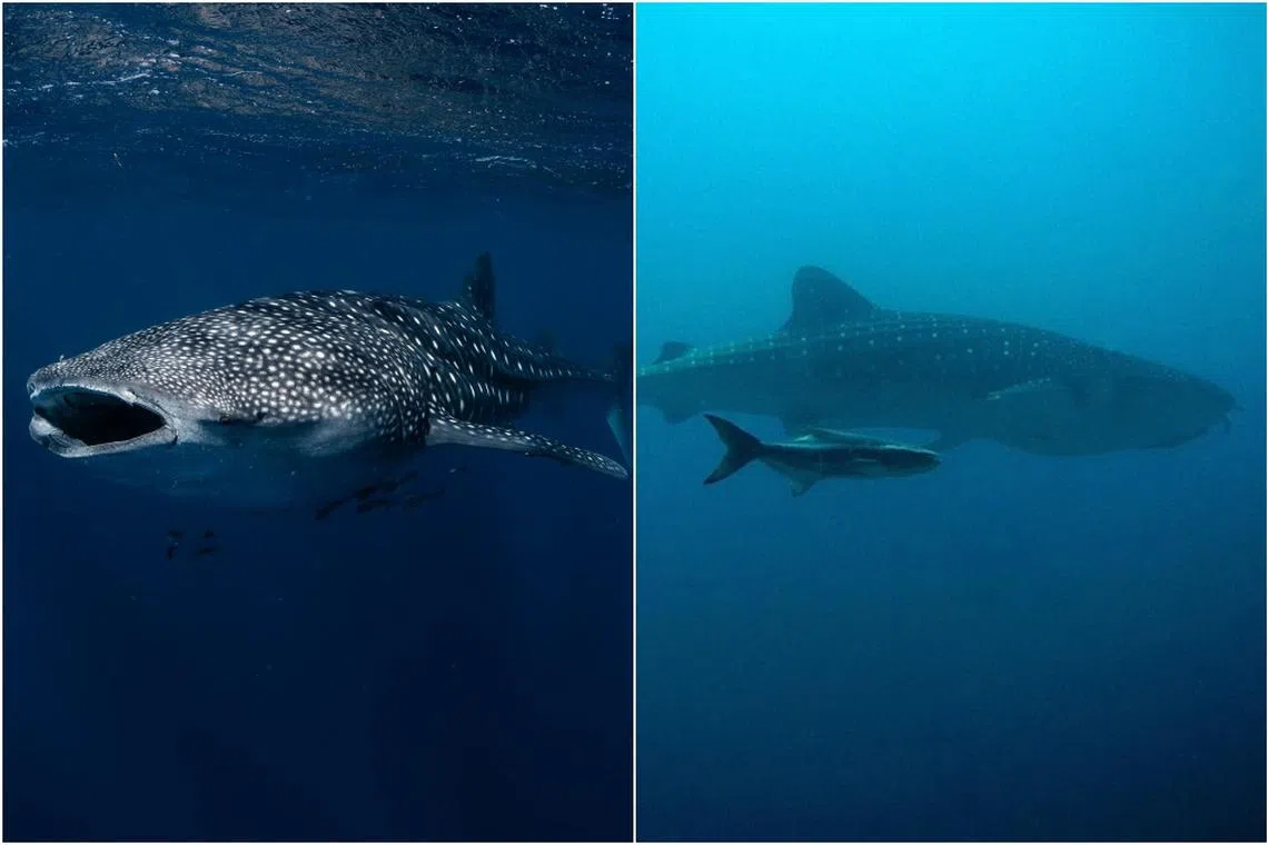 Western Australia is known as one of the best global spots to see the world’s largest fish in a natural setting.