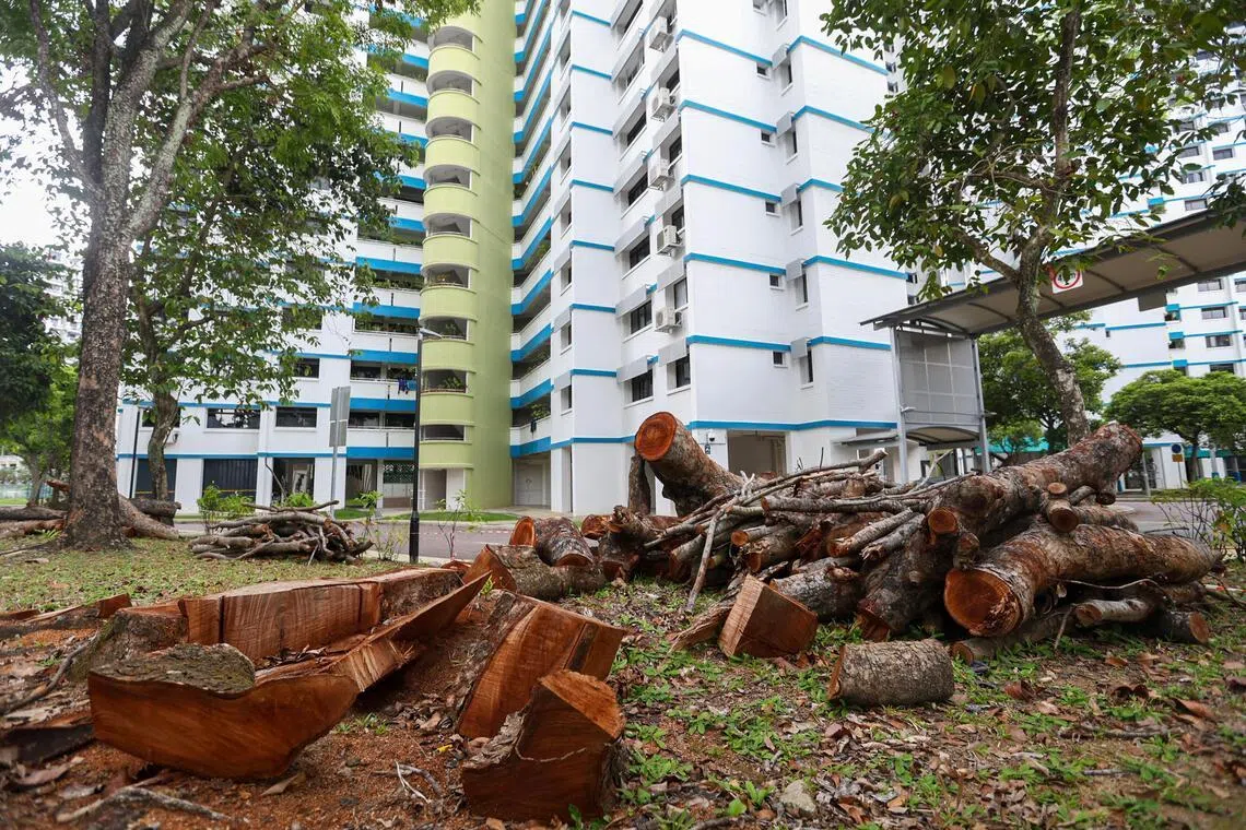 Logs from felled Khaya trees along 170 Gangsa Road in Bukit Panjang on April 18, 2026. The trees were removed by the town council following advice from NParks.