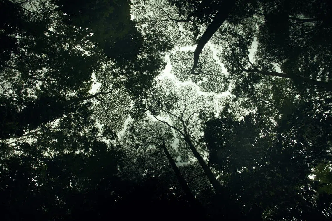 Robert Zhao's Albizia, a newly commissioned performance installation, explores the secondary forest patches of Singapore. 