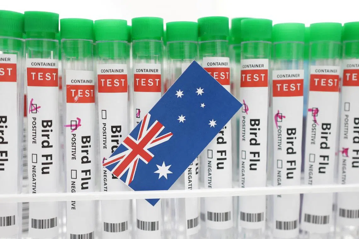 FILE PHOTO: Test tubes labelled \"Bird Flu\" and a piece of paper in the colours of the Australian national flag are seen in this picture illustration, January 14, 2023. REUTERS/Dado Ruvic/Illustration/File Photo