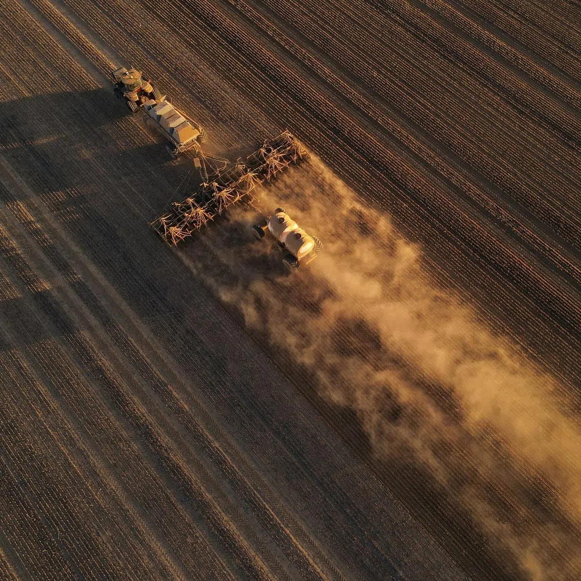 The extent of land planted with wheat is set to fall 14 per cent from 2025.