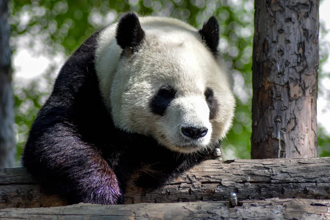 Giant pandas, a species unique to China, are globally recognised as the “flagship species” of the world’s biodiversity conservation.