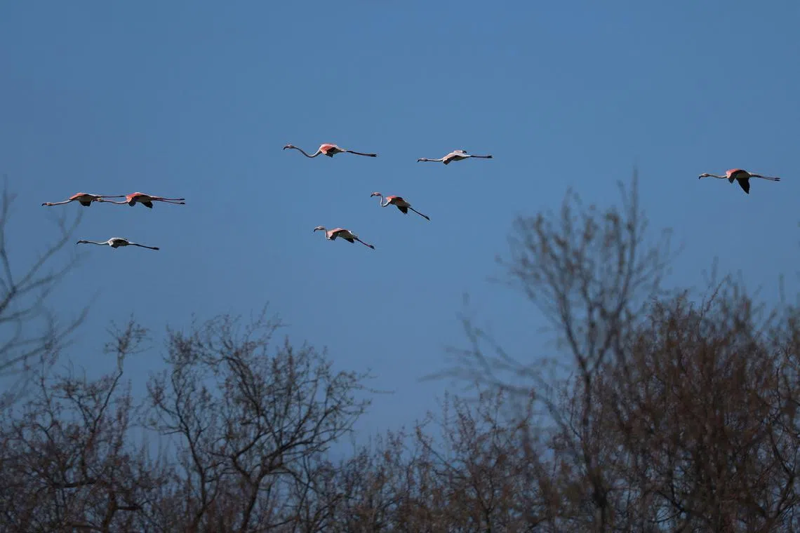 Flamingos migrate to Mumbai every winter from the neighbouring state of Gujarat.