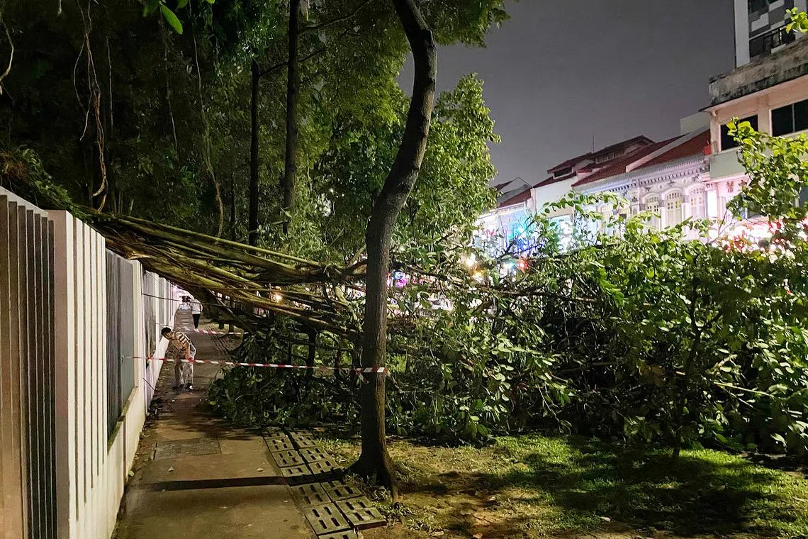Fallen tree across a walkway next to Kitchener Road and City Square Residences on Sept 17, 2024. 