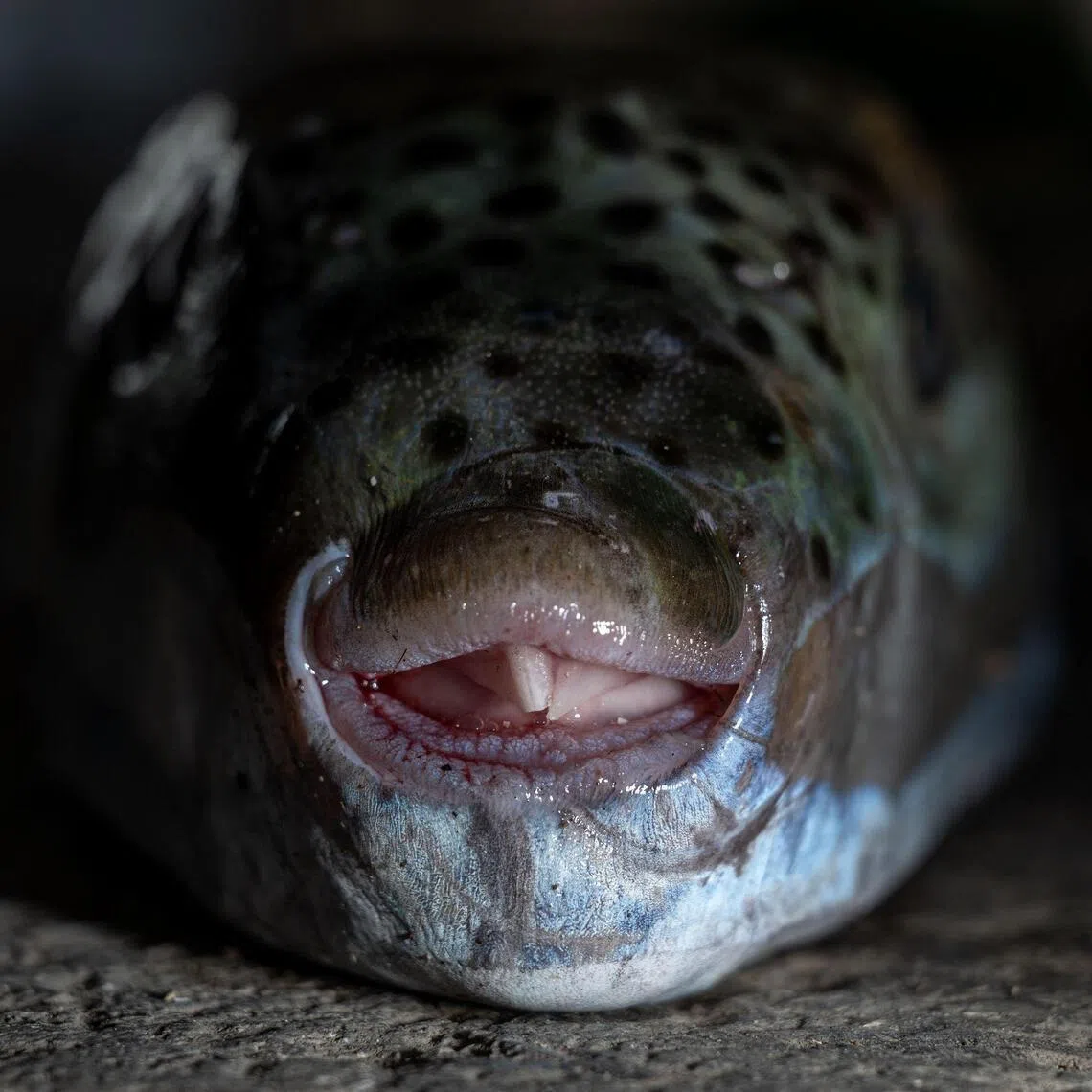 Massive teeth on each jaw of a pufferfish allows the invasive species to tear through fishermen’s catch and damage their fishing equipment. 