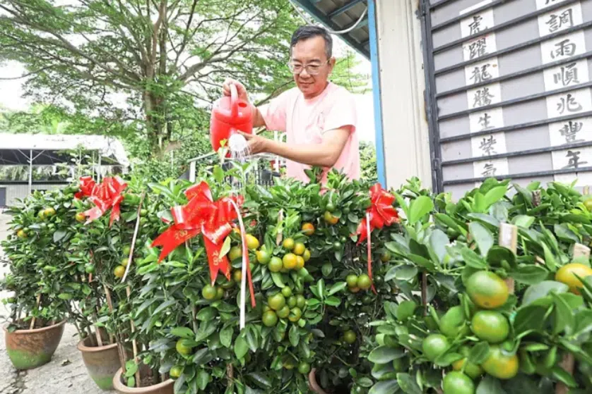Mr Tee watering calamansi plants, a popular prosperity plant, to be sold ahead of Chinese New Year. 