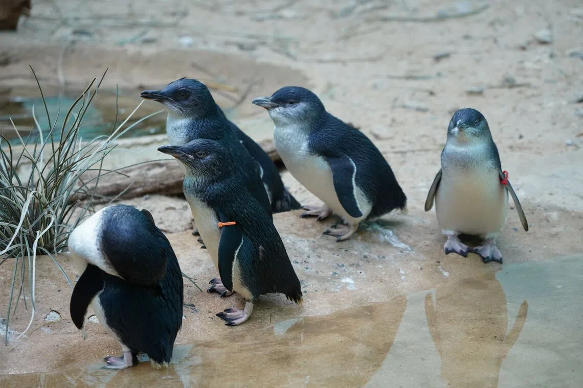 straitstimes.com - Bird flu vaccinations of penguins begin in Australia