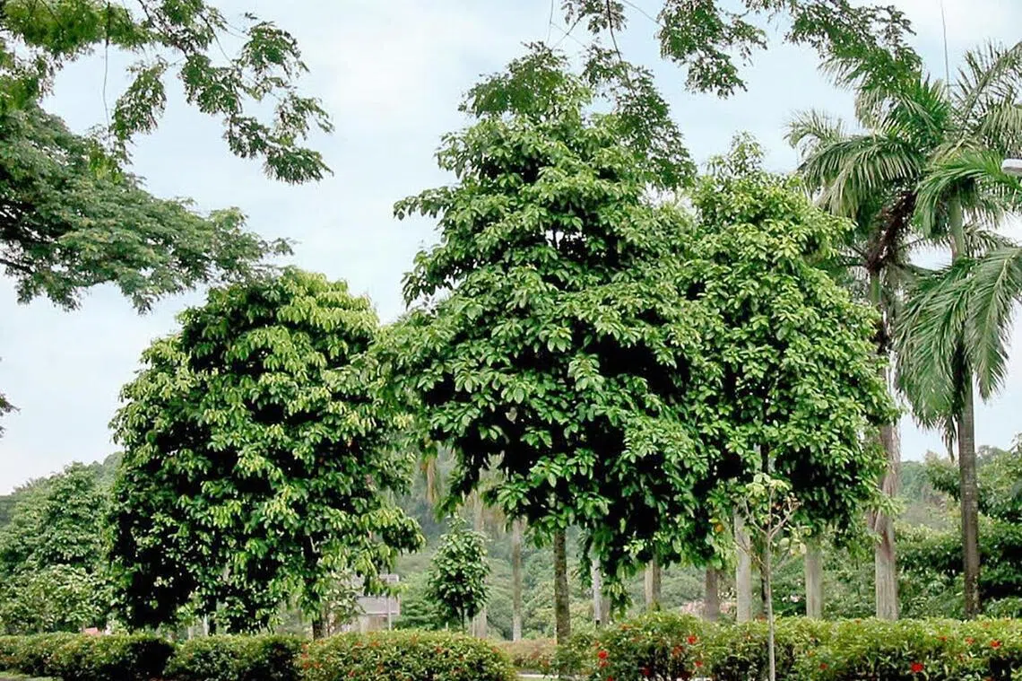 The flowers of the critically endangered Common Sterculia tree species are pollinated by insects such as flies and beetles. Birds feast on the seeds of this native tree.