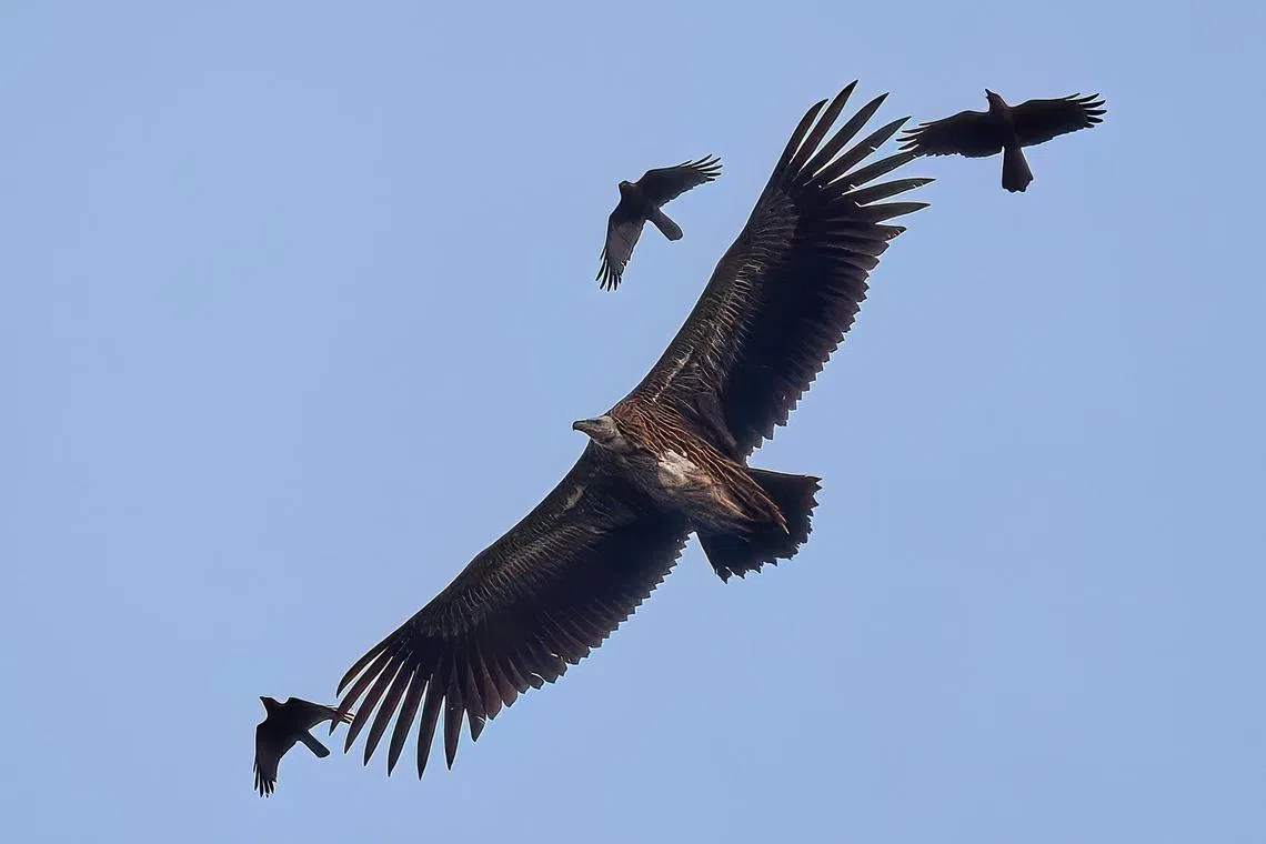 The Himalayan vultures were spotted at Maju Forest on Jan 4 and 5.        