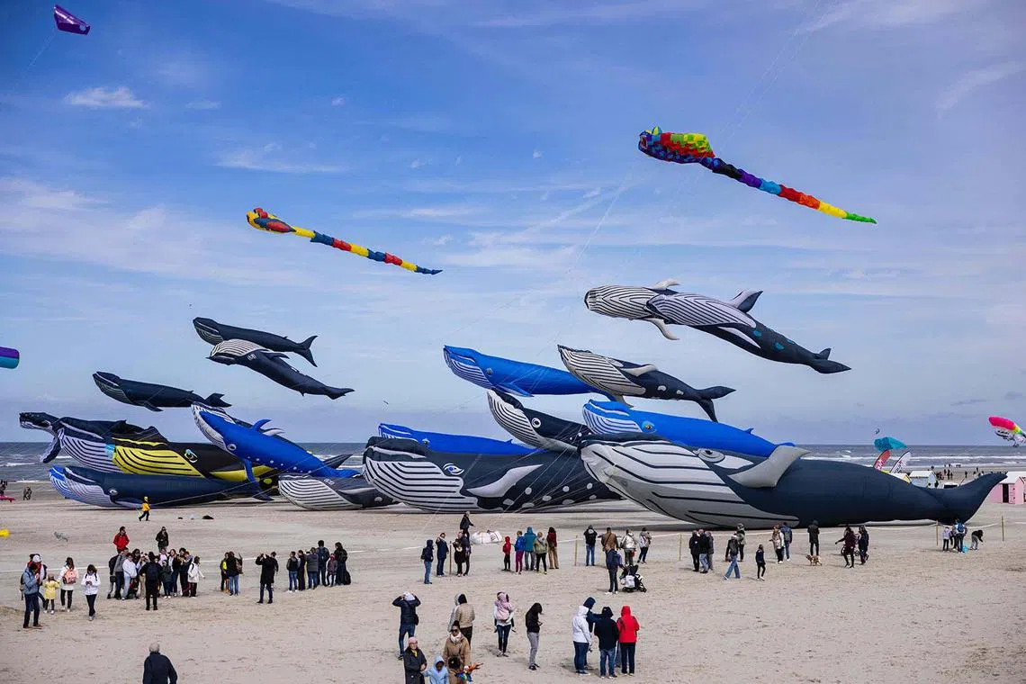 Bystanders watch as kites depicting whales are navigated by participants during the 38th International Kite Festival at the beach of Berck-sur-Mer, northern France, on April 16, 2025. 