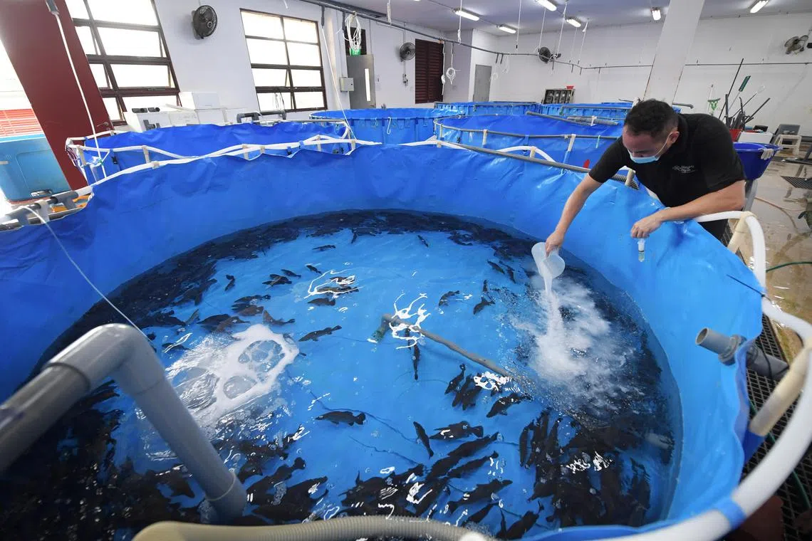 Assistant nursery/ grow-out manager Vince Chng of Allegro Aqua pours a beaker of sedative into the water before the fish are transferred into tubs for the boat journey. Barramundi Asia, which runs one of the biggest fish farms in the world, has donated more than half a tonne of fingerlings worth $9,000 to EG Fishery, a local floating farm as part of a programme to help operators stay afloat during the Covid-19 crisis. The fingerlings were bred by start-up company Allegro Aqua’s land-based nursery at the Singapore Food Agency’s Marine Aquaculture Centre on St John’s Island.