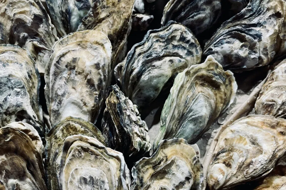 Dead oysters have also been reported in parts of Okayama Prefecture and Hyogo Prefecture.