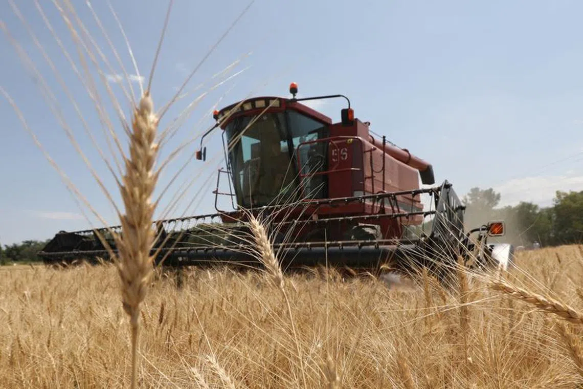 FILE PHOTO: A combine harvests wheat in a field in Almaty Region, Kazakhstan July 14, 2021. REUTERS/Pavel Mikheyev/File Photo