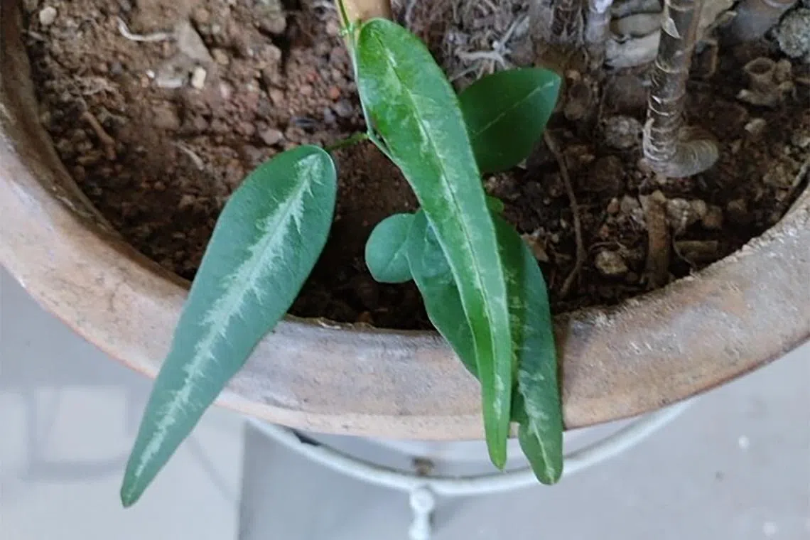 The leaf shape and colouration change with the stage of growth and age of the plant.