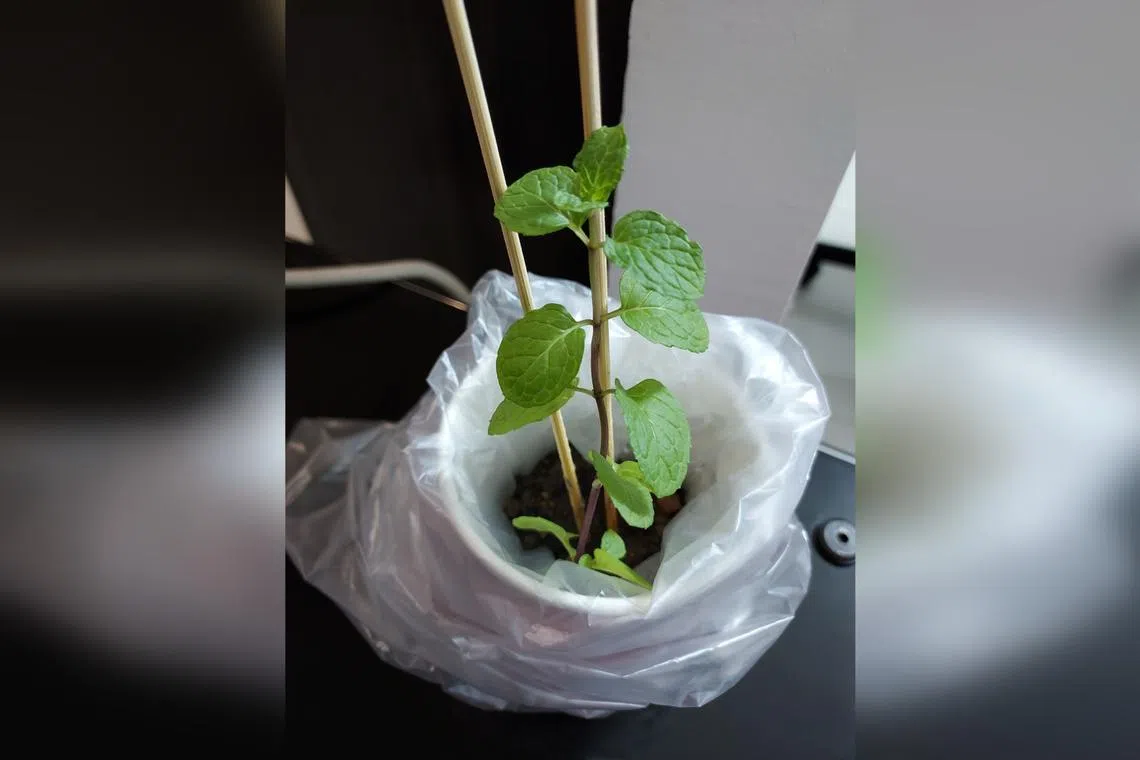 Spearmint is edible and often used in cooking.