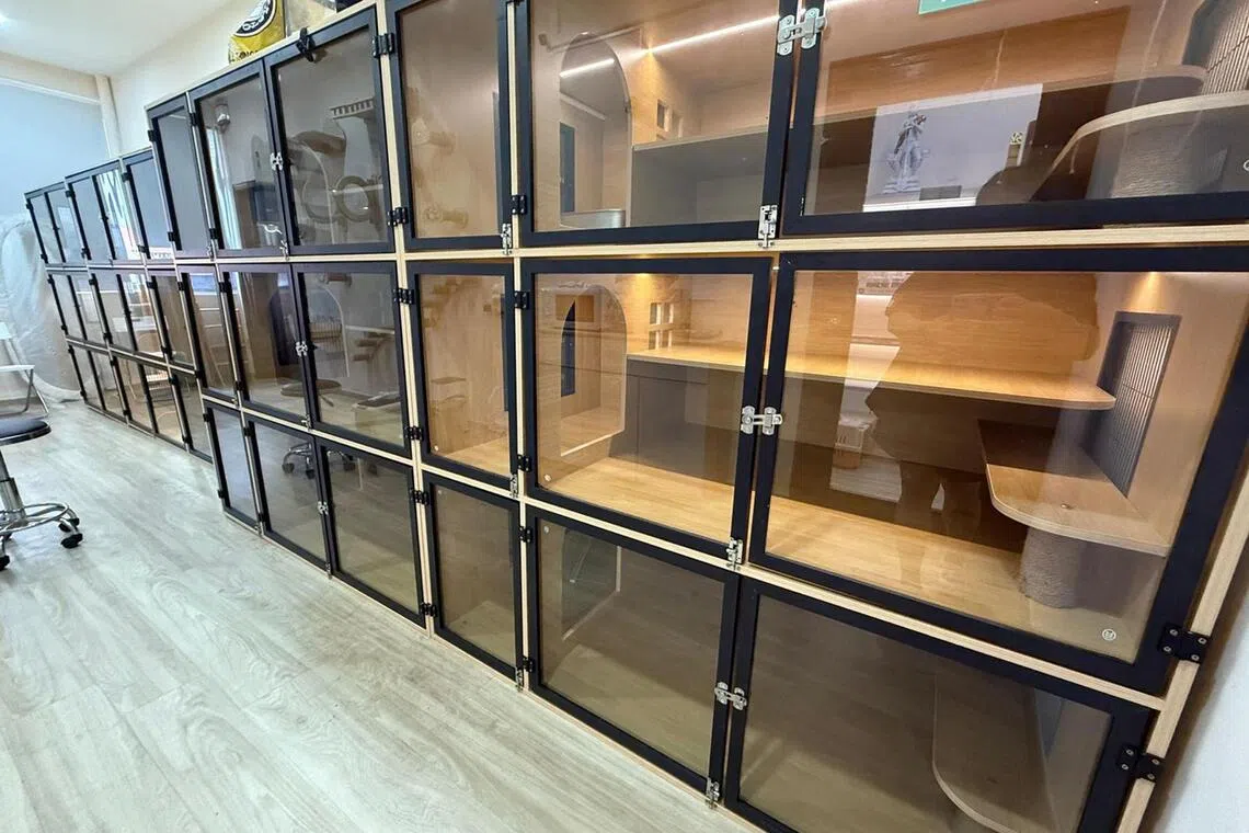 PetPat, a cat grooming business, expanded into cat boarding in 2025 when it opened its second and third outlets in the Joo Chiat and Upper Thomson neighbourhoods.