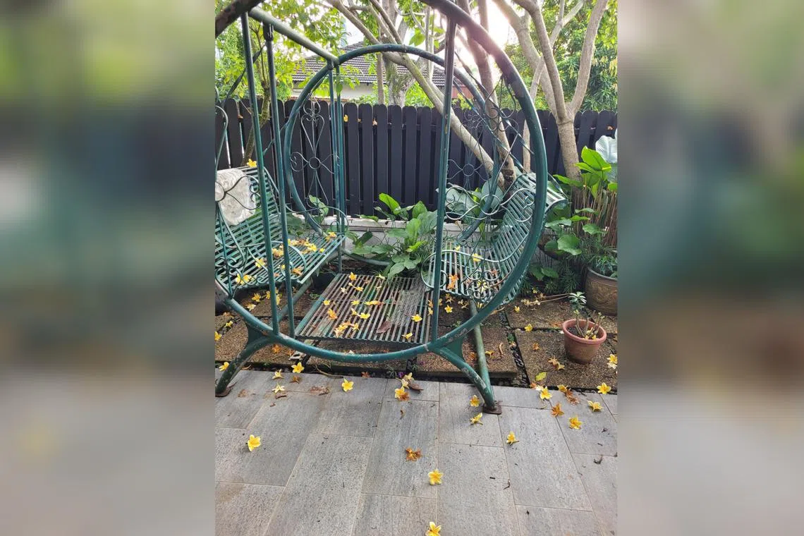 The flowers of the frangipani can shed profusely after being hit by a storm with strong winds and heavy rainfall.