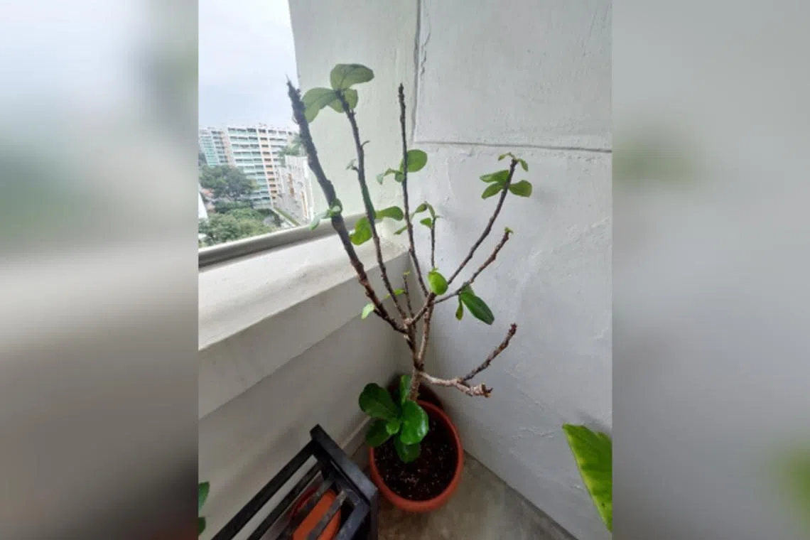 The portions of this fiddle-leaf fig in the shade seem to be faring better than the parts in the sun.