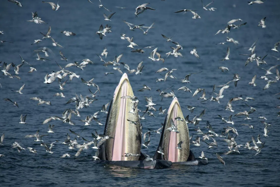 This picture taken on November 20, 2016 shows a mother Bryde's whale (L) and her calf feeding on anchovies in the Gulf of Thailand, off the coast of Samut Sakhon province. - It's a rare glimpse of marine life in its natural habitat, in a kingdom overrun with mass tourist attractions such as aquariums and dolphin shows. Once a dream for scuba divers, many of Thailand's coral reefs have been dulled by pollution, over-fishing and increased boat traffic, as well as over-enthusiastic swimmers. (Photo by Lillian SUWANRUMPHA / AFP) / TO GO WITH AFP STORY: "Thailand-Lifestyle-Whales-Tourism", FEATURE by Delphine THOUVENOT