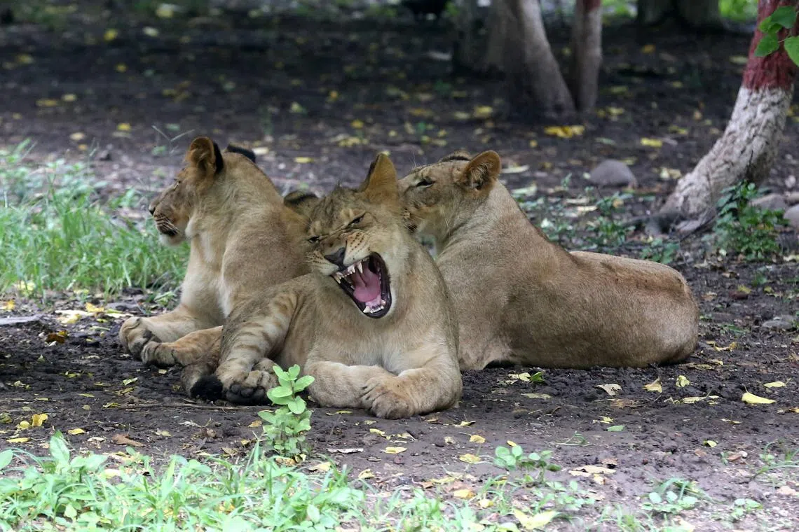 The Asiatic lion is now reduced to an isolated population in a wildlife sanctuary in India’s western state of Gujarat.