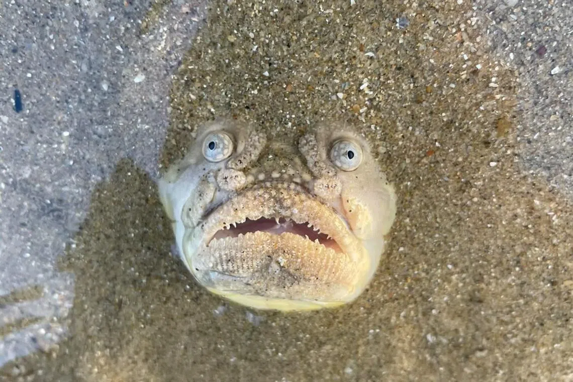 The Longnosed Stargazer fish was spotted “along the northern shores of Singapore” on April 26.