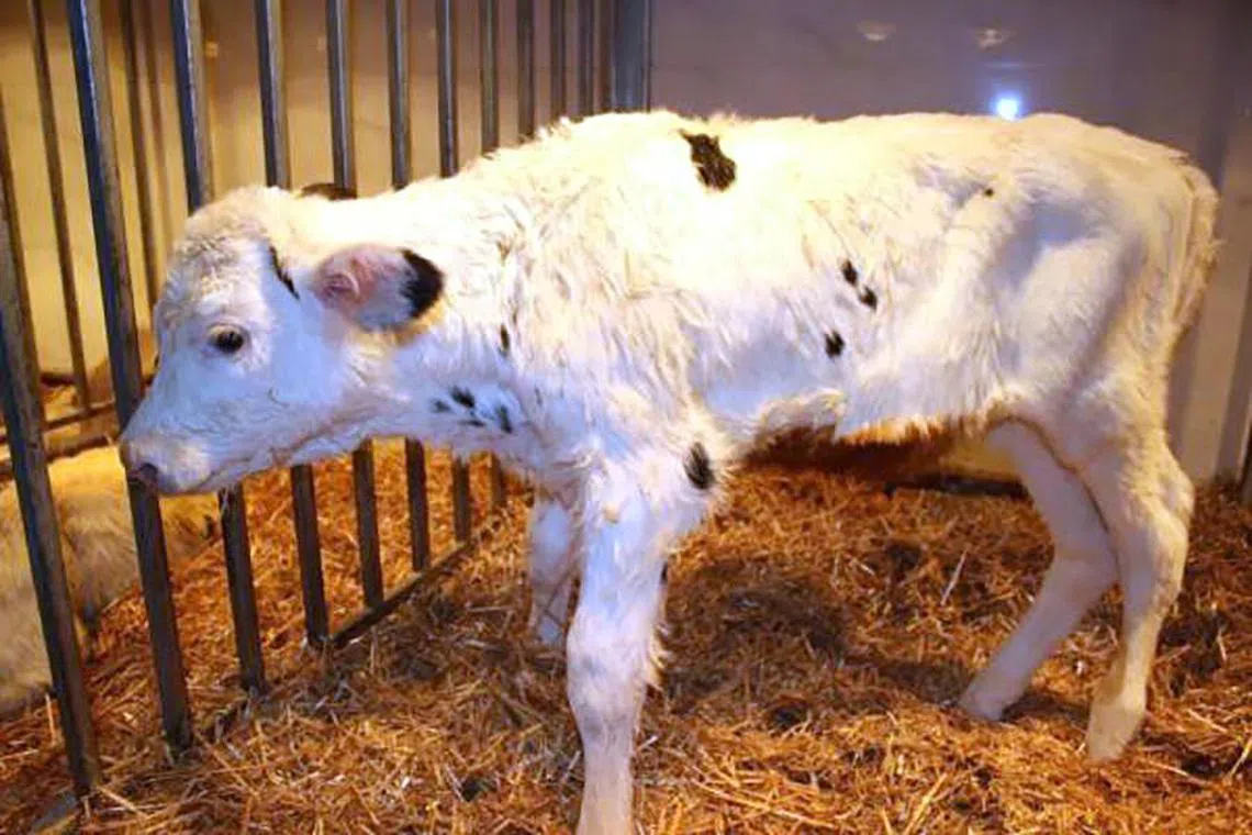 Chinese scientists have cloned three “super cows” able to produce 18 metric tons of milk per year and over 100 tons of milk in their lifetimes.