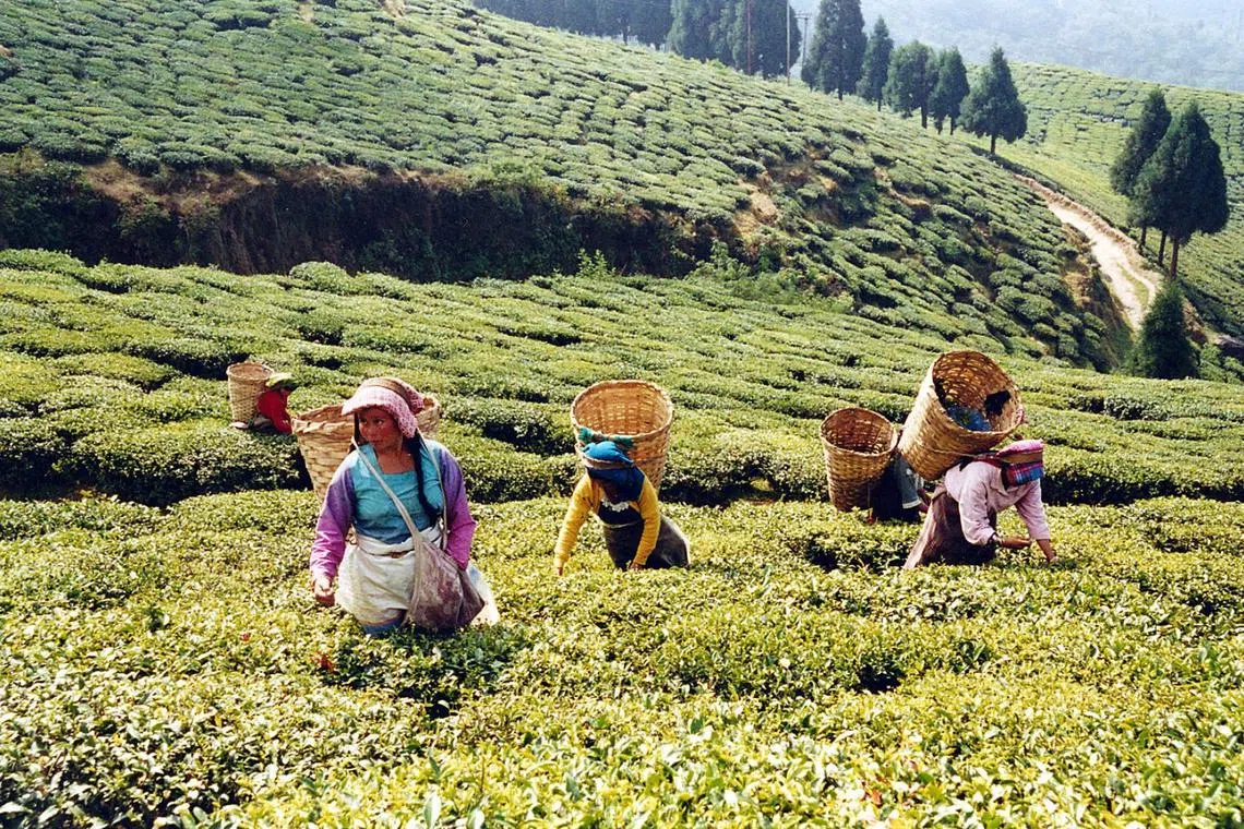 The production of Darjeeling tea has fallen consistently from 14.49 million kg in 1990 to 5.6 million kg in 2024.