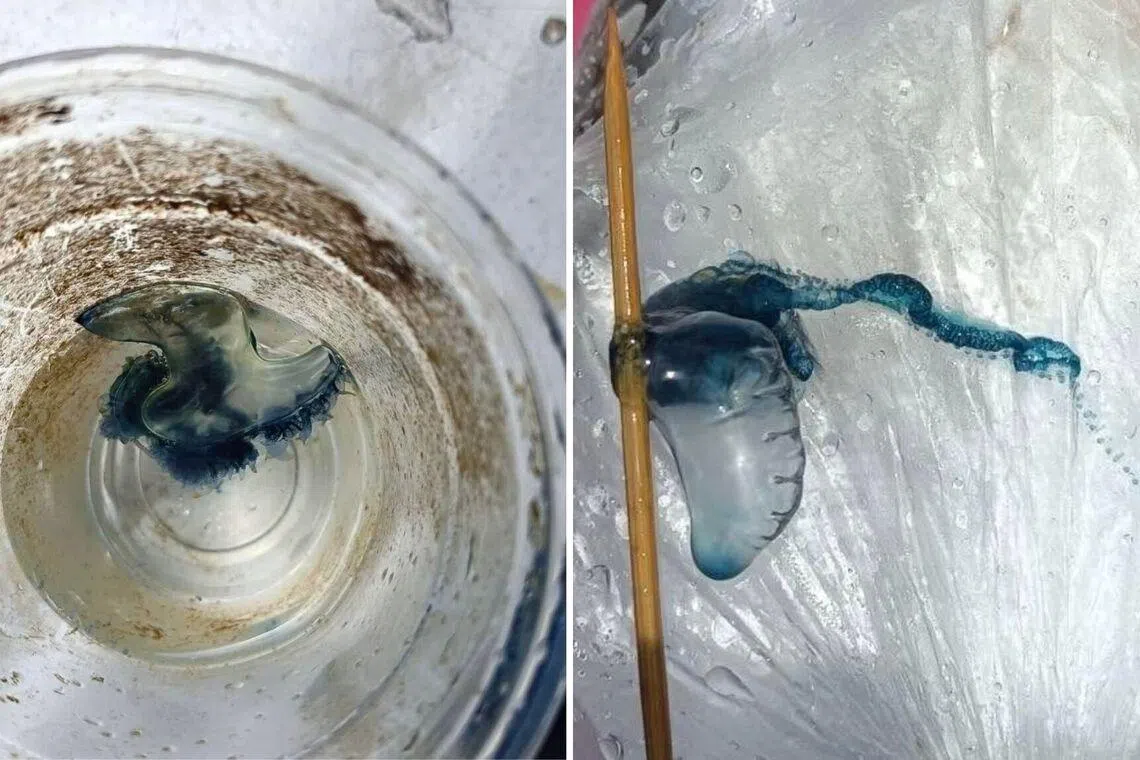 Thailand’s Krabi bans swimming in 2 national parks after jellyfish-like Portuguese man o’ war found