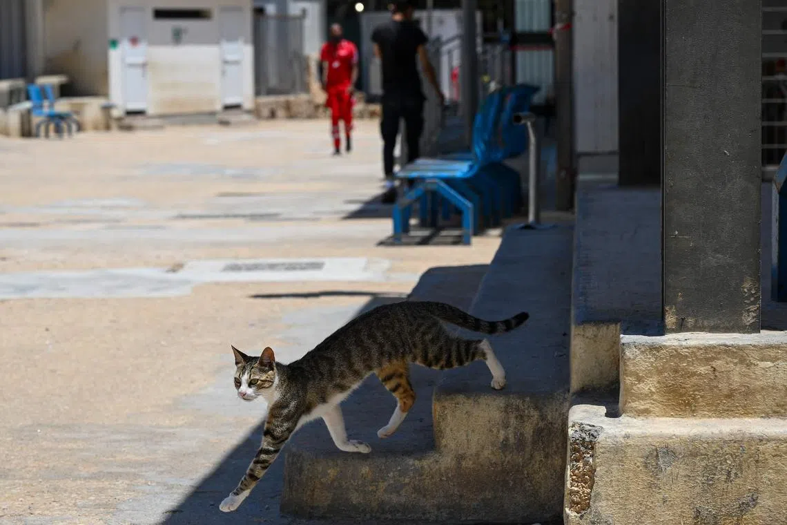 The H5N1 avian influenza virus has been detected in a soaring number of mammals in Europe, such as cats.