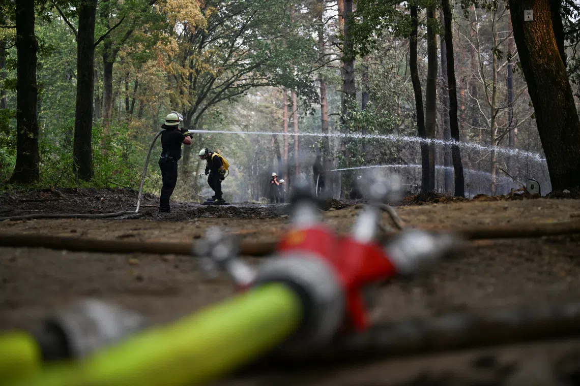 Firefighters work in a forest as a wildfire approaches a residential area where several hundred residents have been ordered to evacuate their houses in Huertgenwald-Gey, west of Cologne, Germany, August 15, 2026.    REUTERS/Jana Rodenbusch