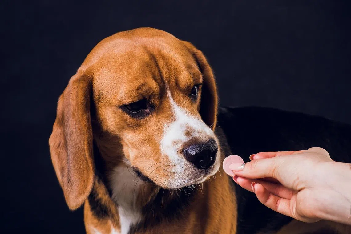 New pawrents have to take note of the certain types of food your furkid should not consume.