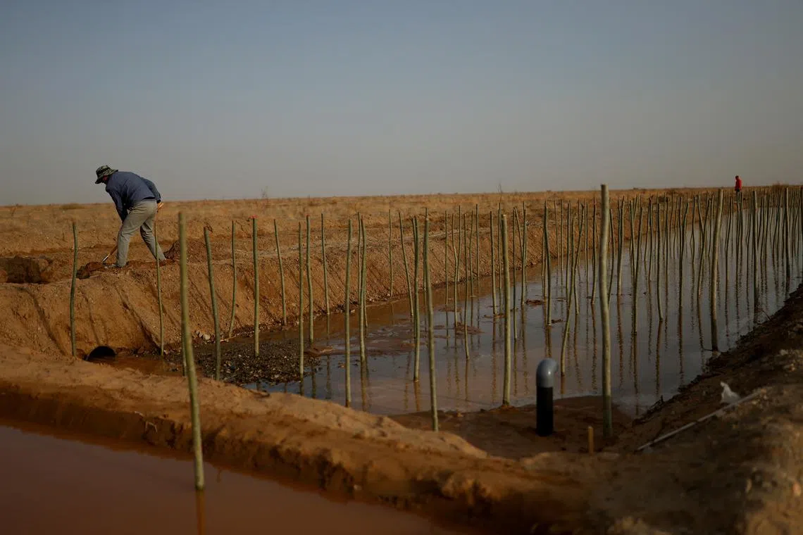 FILE PHOTO: A worker shovels soil next to irrigation channels and recently planted shoots of Xinjiang poplar at the Yangguan state-backed forest farm, on the edge of the Gobi desert on the outskirts of Dunhuang, Gansu province, China, April 13, 2021. REUTERS/Carlos Garcia Rawlins/File Photo