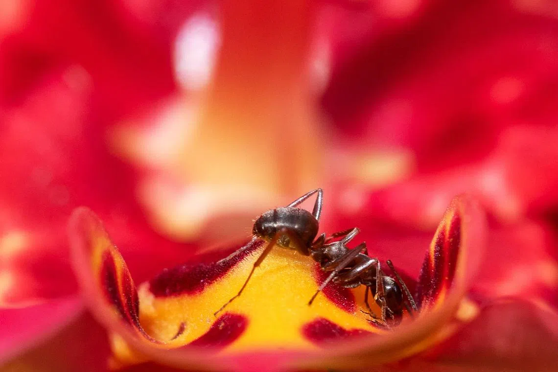An ant on a flower at the Parc Floral in eastern Paris, on July 29, 2025. 