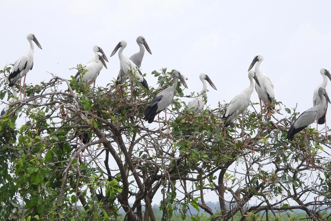 Asian openbills seen at Cambodia’s Boeng Prek Lpov wetland, which non-governmental organisation BirdLife International helps to conserve, in September 2023.