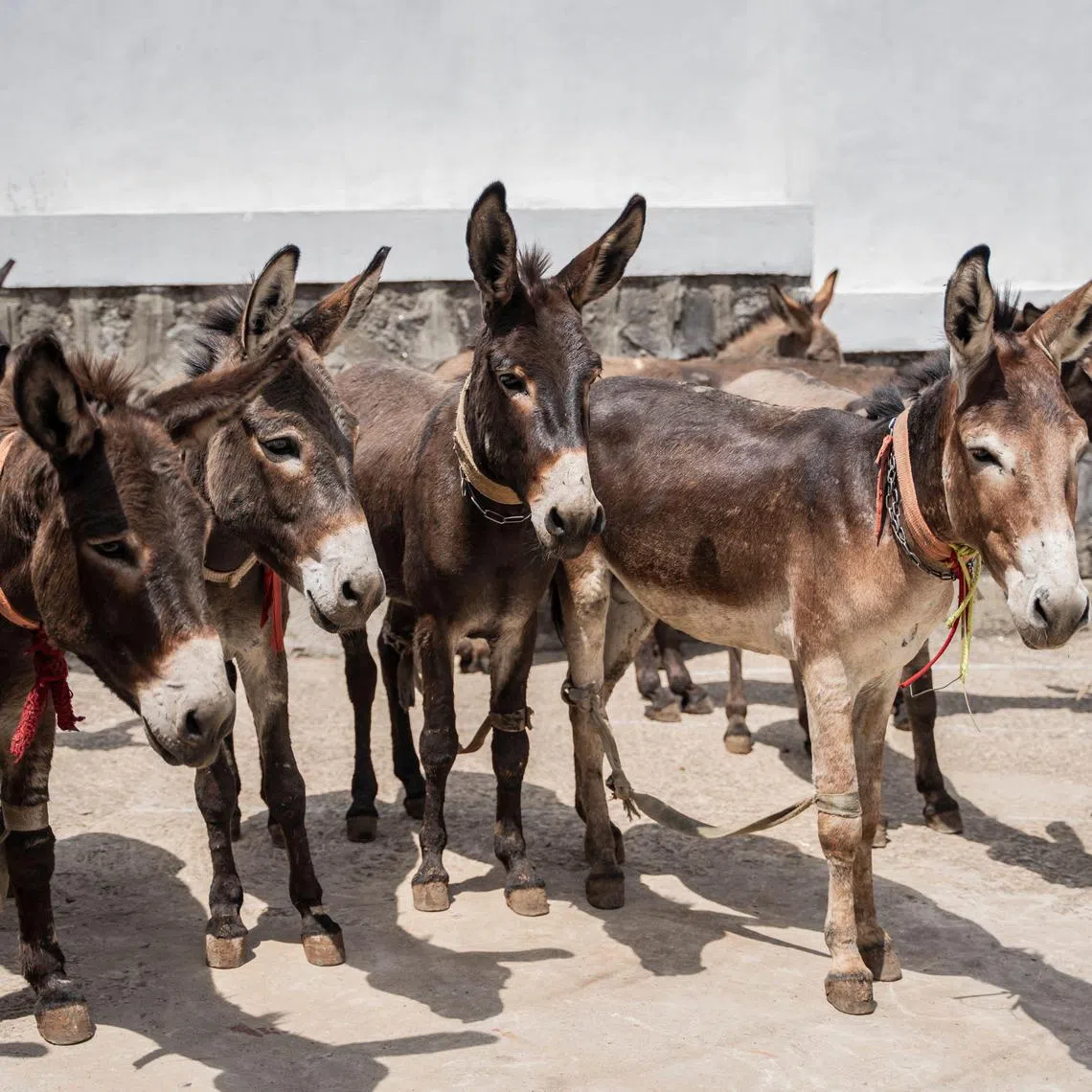 Criminal networks have moved in since the African Union issued a moratorium on donkey slaughter in 2024.