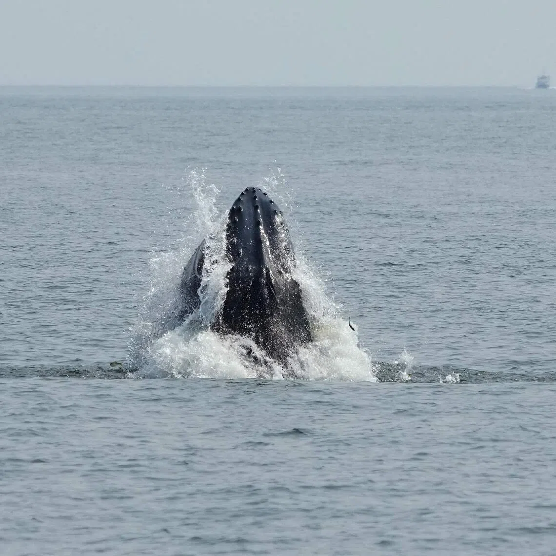A humpback whale surfaces in the Atlantic Ocean off the coast of New York City on Aug 13.