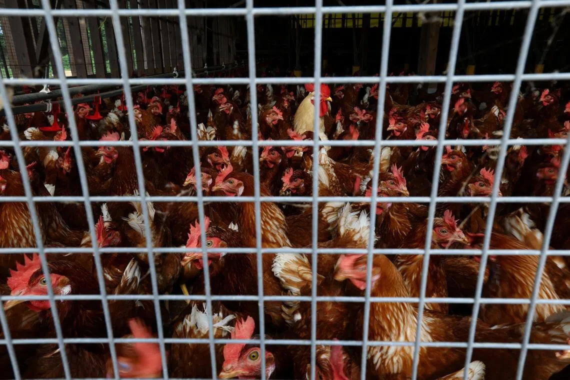 The news risks hurting poultry sales for Brazil, as key importing countries have in the past restricted purchases after news of outbreaks.