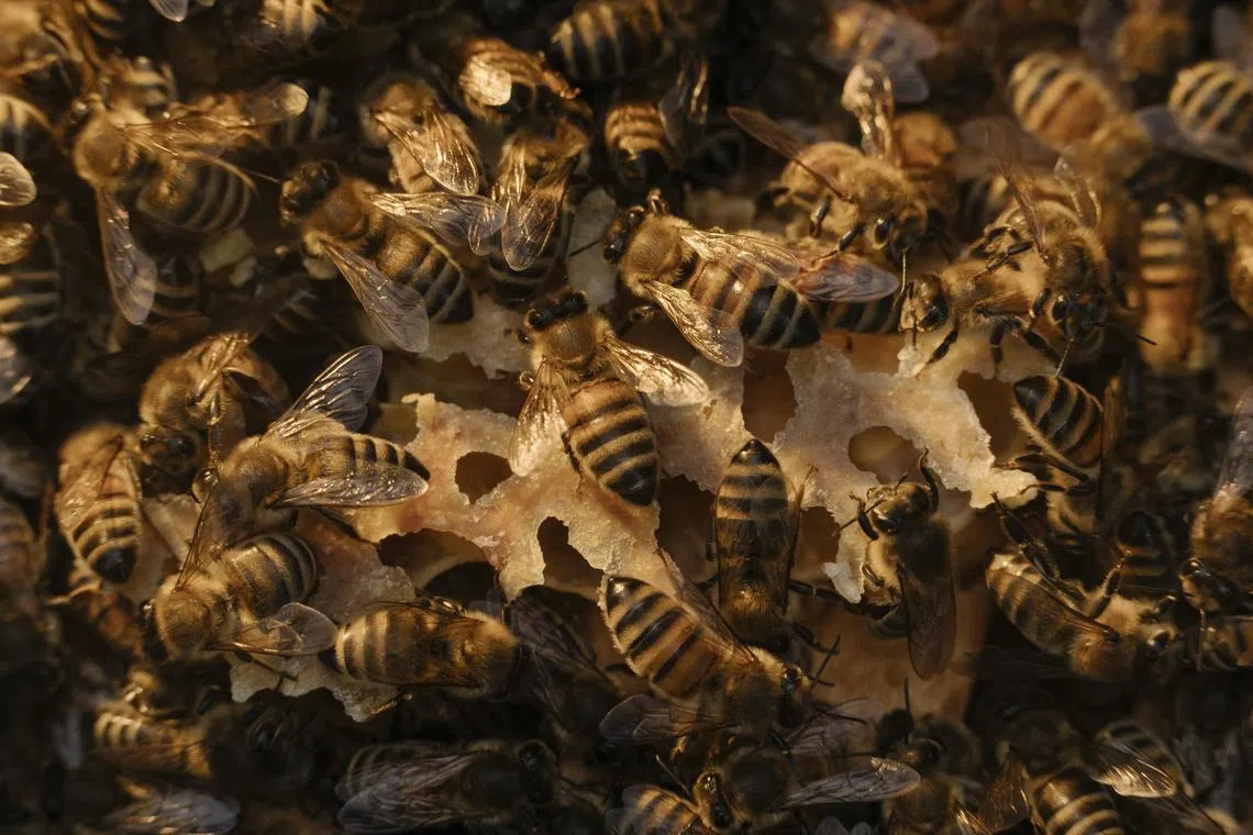  Some of beekeeper Sandro HuterÕs bees, in Stockenboi, Austria on Nov. 30, 2022. Huter defied the stateÕs order to replace queen bees that were Òtoo darkÓ in color with light-gray substitutes. (Ciril Jazbec/The New York Times)