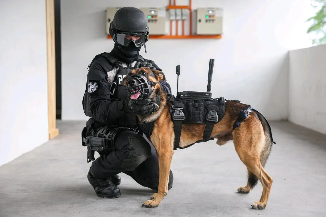 A member of the Special Operations Command’s Police Tactical Unit and Public Security Dog Unit with his police dog Nero during the demonstration of the Canine Mounted Camera System during a simulated search operation at the Home Team Tactical Centre on June 24.