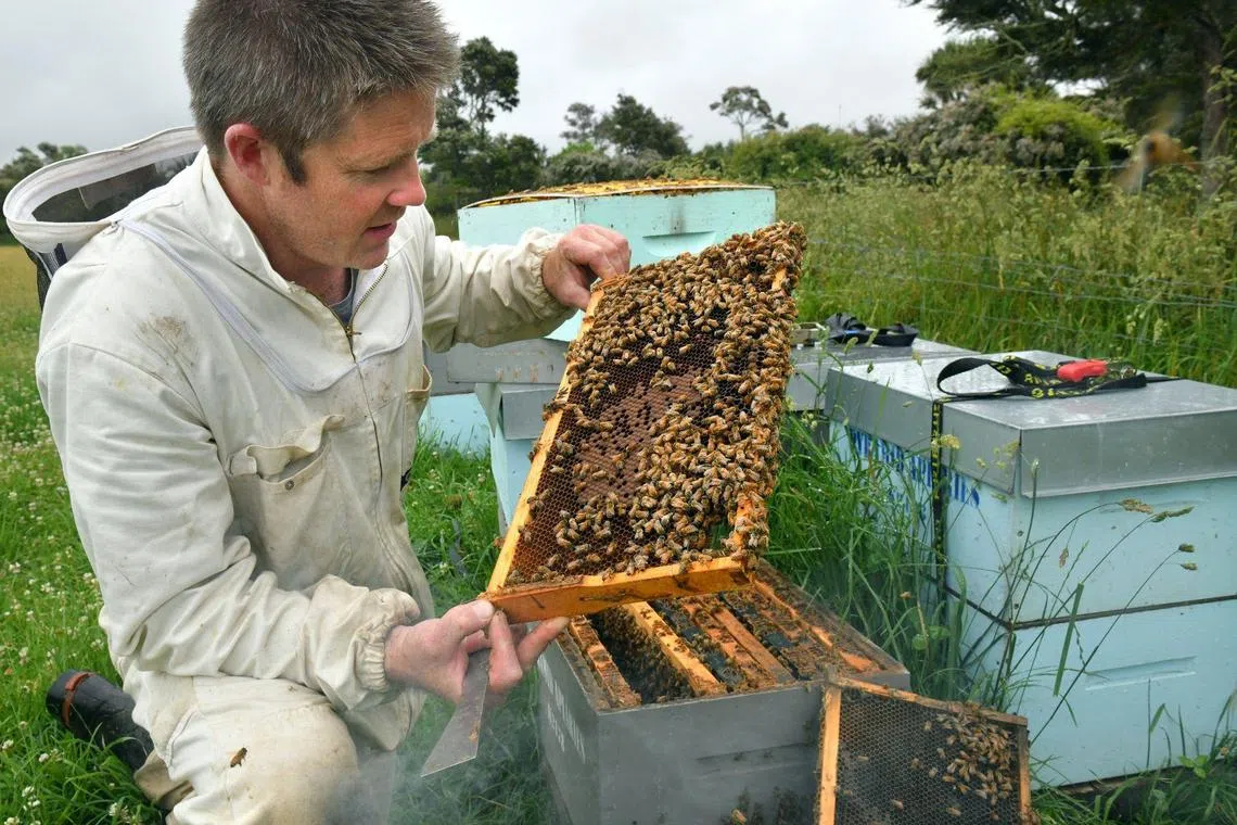 A beekeeper inspects his manuka honey hives in Blenheim, New Zealand, in December. Demand for manuka honey, which is produced by bees that pollinate New Zealand's native manuka bushes, surged during the pandemic as buyers around the world searched for elixirs to keep them healthy.