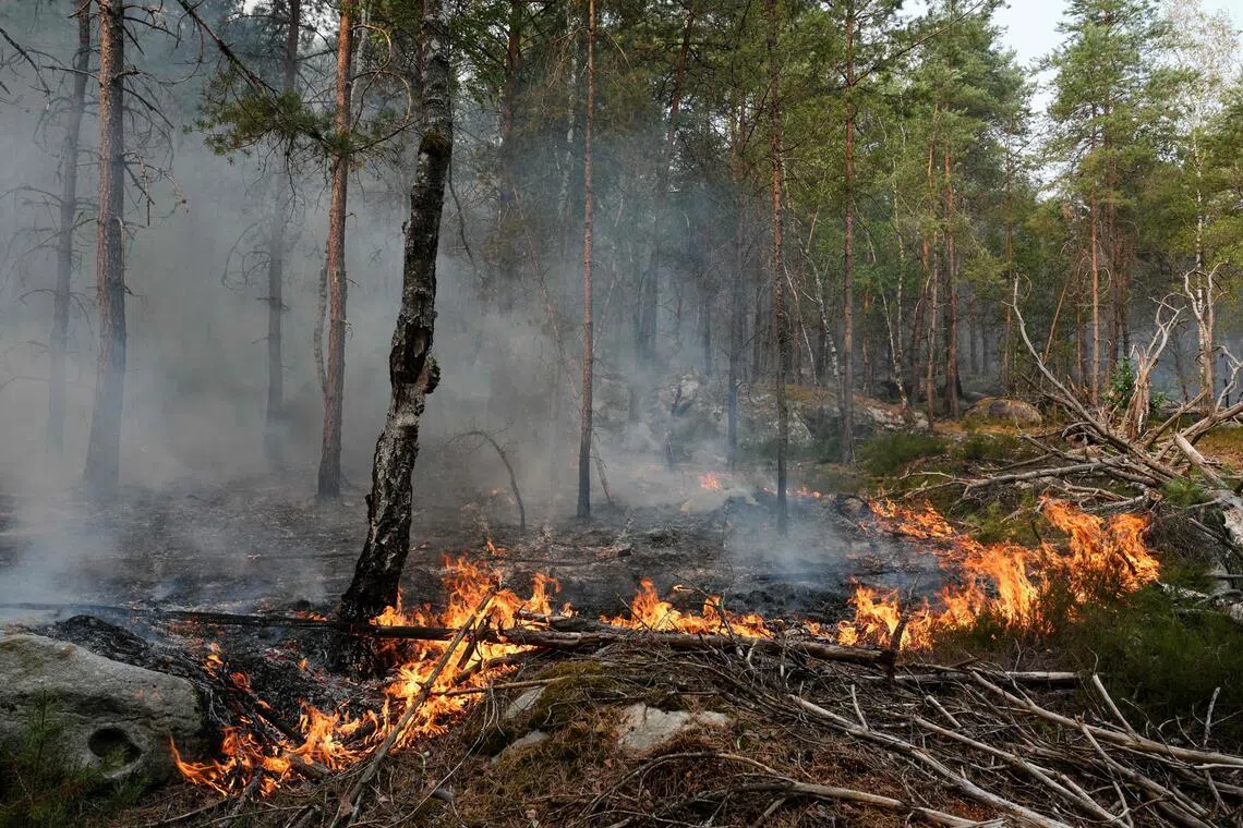 The fires that have been raging since July 12 afternoon in the Fontainebleau forest had spread across more than 1,900 hectares by July 14 morning.