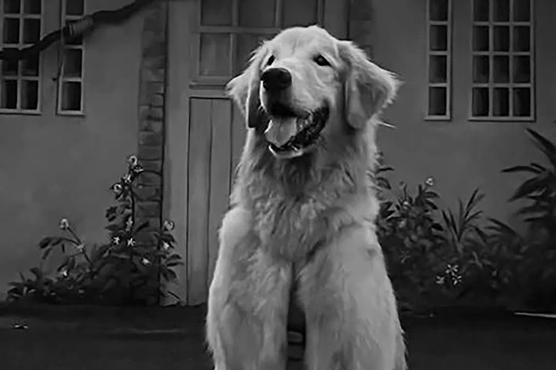 The nine-year-old dog had been diagnosed with two kinds of lymphoma in 2021.