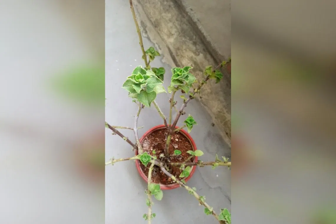 The Indian Borage thrives in a well-drained growing mix where stems do not rot. 